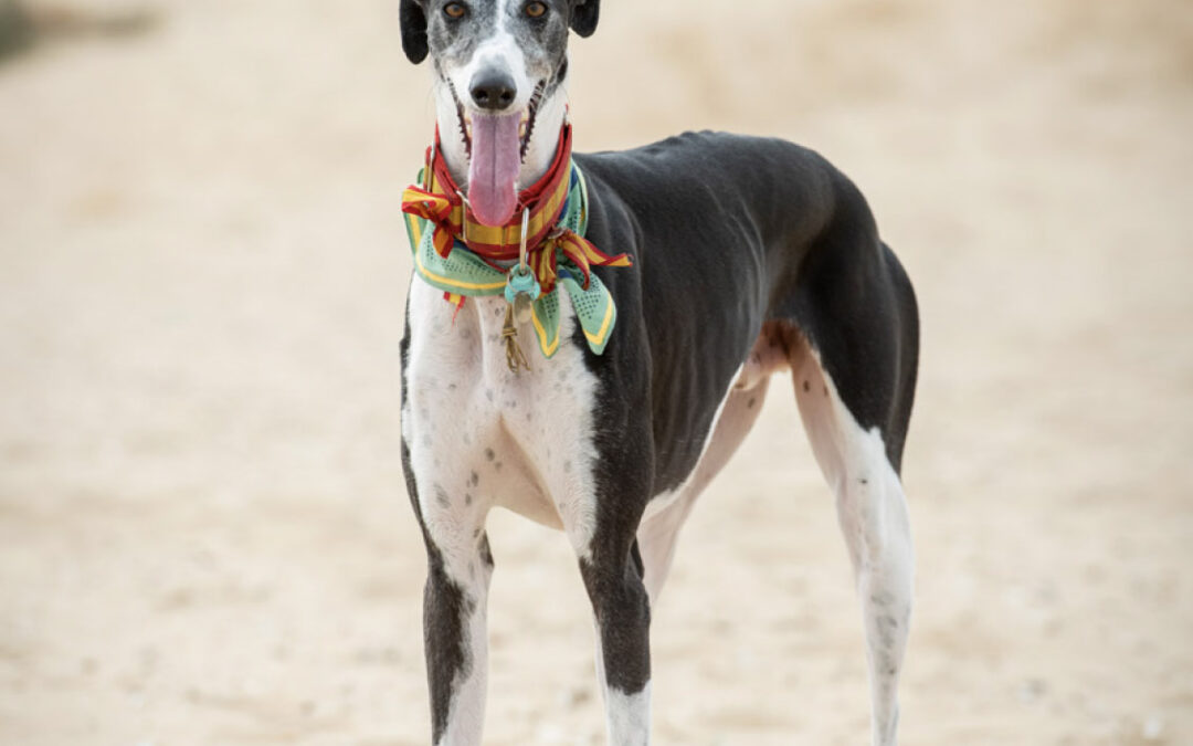 Especial Verano. Los galgos que vuelven a la vida. Galgos&friends ha recuperado desde Sanlúcar de Barrameda a más de quinientos galgos.