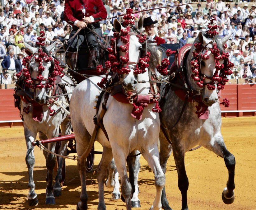 EXHIBICIÓN DE ENGANCHES 